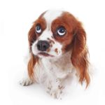 Nervous Cavalier King Charles Spaniel on white background. Try natural remedies to reduce anxiety in dogs before turning to medication.