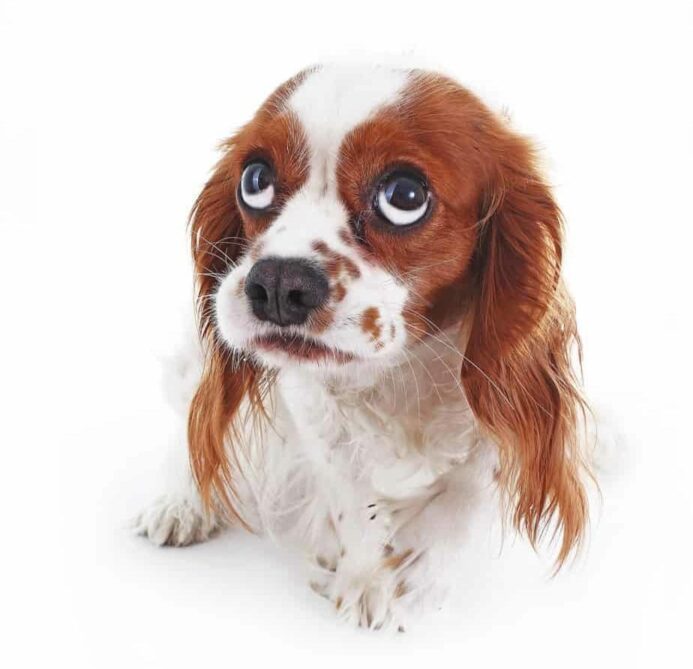 Nervous Cavalier King Charles Spaniel on white background. Try natural remedies to reduce anxiety in dogs before turning to medication.