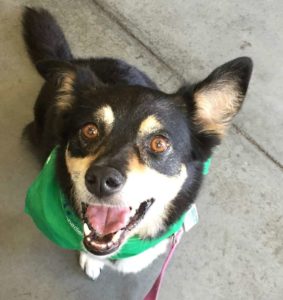 Sydney an Australian Shepherd-Corgi mix smiles at the camera.