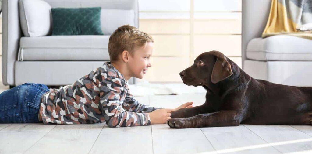 Boy plays with chocolate Labrador retriever, an ideal active family dog breed.