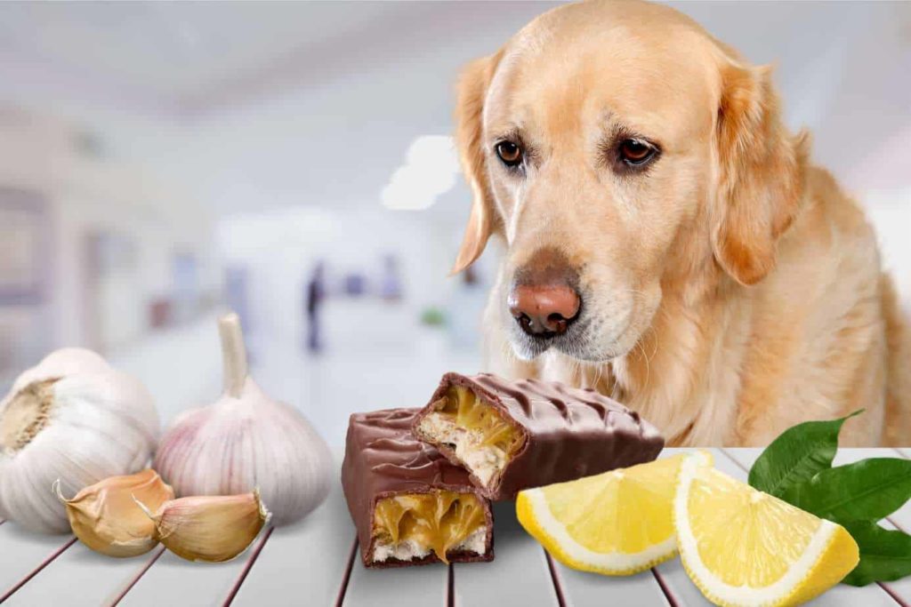 Golden retriever with dangerous foods for dogs onions, garlic, chocolate, and lemons.