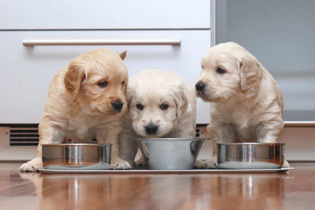 Golden retriever puppies eat from metal food bowls.