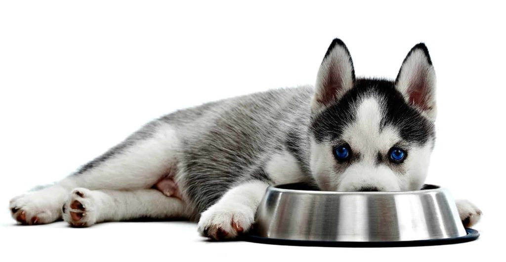 Cute Siberian Husky puppy with his food bowl. Grain-free dog food can help dogs with health conditions, including obesity, diabetes, cancer, or chronic gut inflammation.