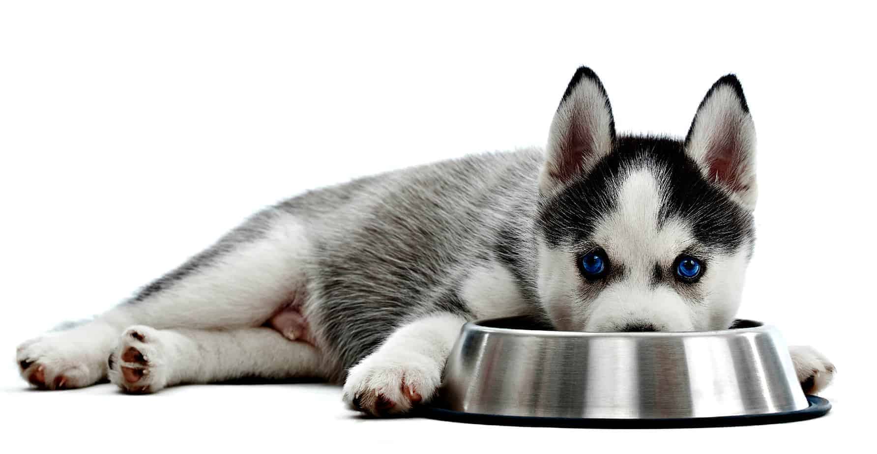 Understand the pros and cons of grain-free dog food