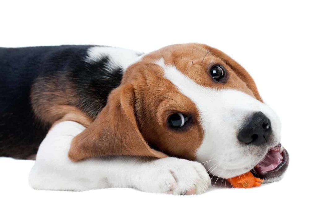 Beagle crunches on a carrot. Practicing good dog oral hygiene by adding the right foods and using the right products can ensure your dog has healthy teeth.