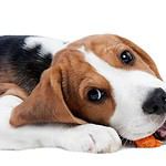 Beagle crunches on a carrot. Adding high fiber foods like carrots to your dog's diet improves digestion, maintains weight, and helps prevent colon cancer.