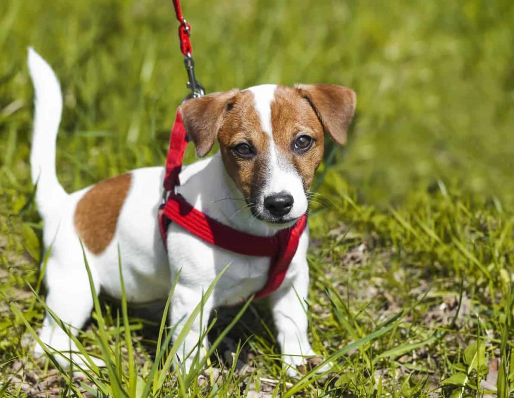 Jack Russell terrier wears a harness, which makes it easier to leash train your puppy.
