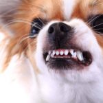 Aggressive Chihuahua shows its teeth. Work to reduce dog aggression with training.