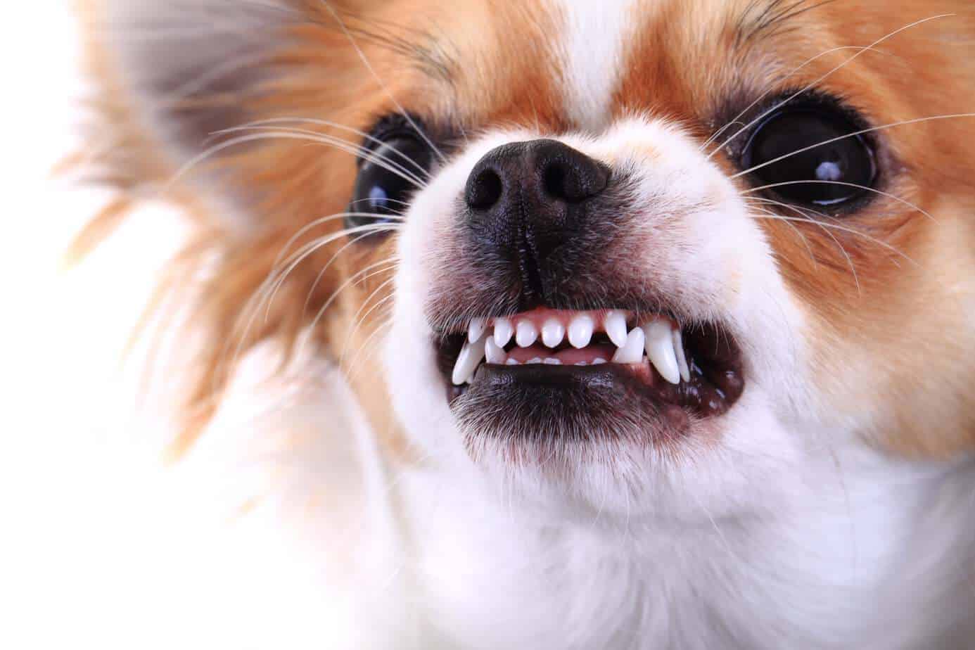 El chihuahua agresivo muestra los dientes. Trabaja para reducir la agresividad del perro con el entrenamiento.