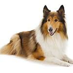 Rough collie with beautiful, long hair. Keep your dog's coat healthy by feeding a high-protein diet, bathing as needed, and daily brushing.
