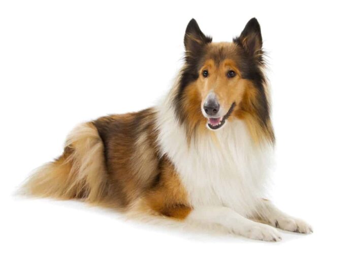 Rough collie with beautiful, long hair. 
