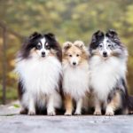 Three sheltie dogs sit together.
