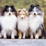 Three sheltie dogs sit together.