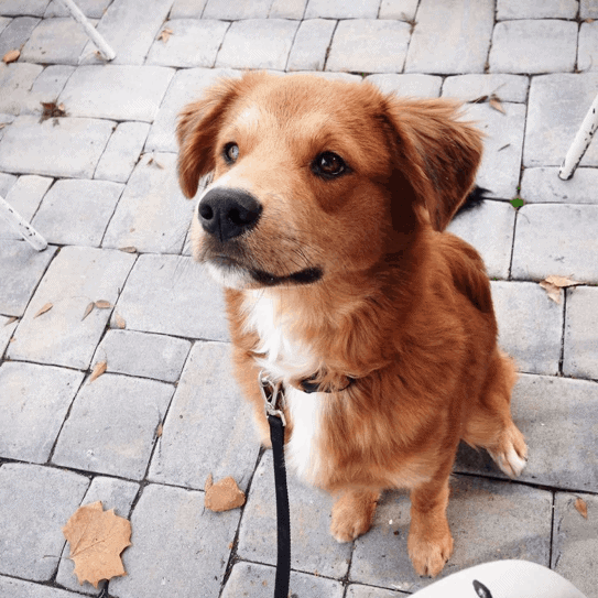 A Golden Retriever Border Collie mix puppy sits waiting for a command.
