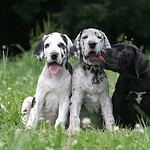 Great Dane puppies.