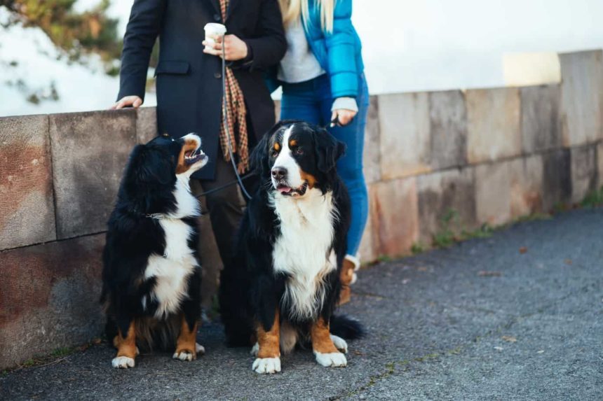 Couple poses with pair of Bernese Mountain dogs. Adopting a dog is like dating, identify what you want but don't get too focused on appearance.