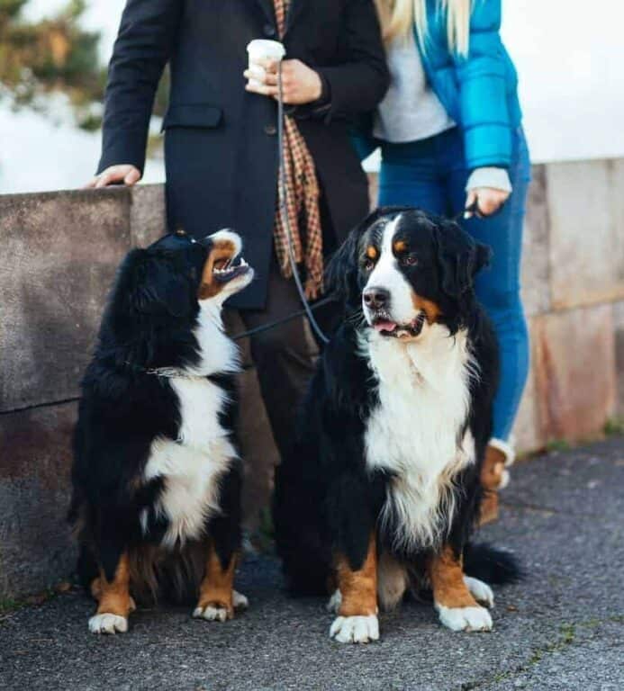 Couple poses with pair of Bernese Mountain dogs. Adopting a dog is like dating, identify what you want but don't get too focused on appearance.