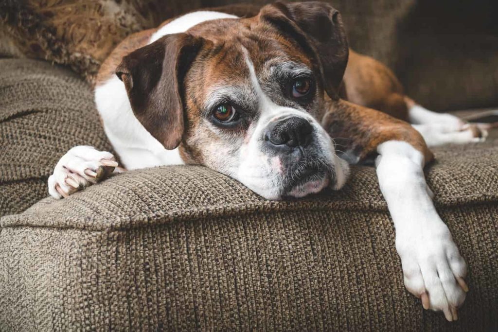 Old boxer exhibits aging dog behaviors like loss of mobility. 