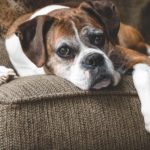 Old boxer rests on furniture and exhibits aging dog behaviors like losing mobility.