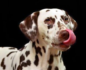 The Dalmatian is known for being playful.