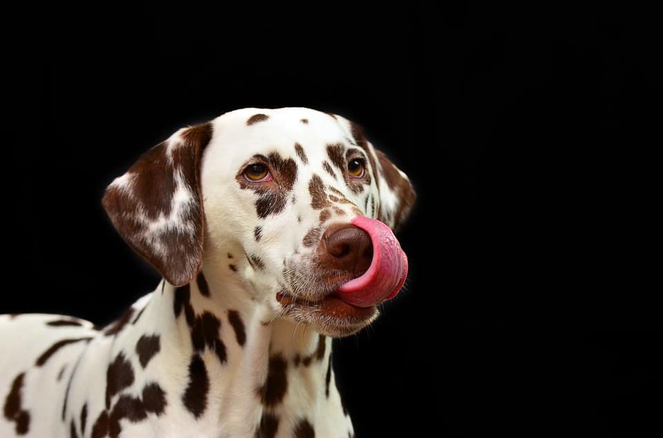 The Dalmatian is known for being playful.