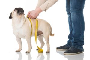 Pug patiently waits while owner checks chest measurement. Preventing excess weight gain can not only help prevent arthritis, but it can reduce symptoms of the disease should it develop. 