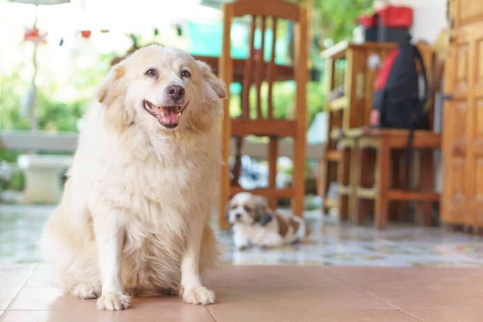 Overweight golden retriever is more likely to develop arthritis in dogs. 