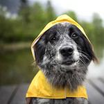 Dog in rain gear. Natural disasters like hurricanes and flooding put dogs' lives at risk.