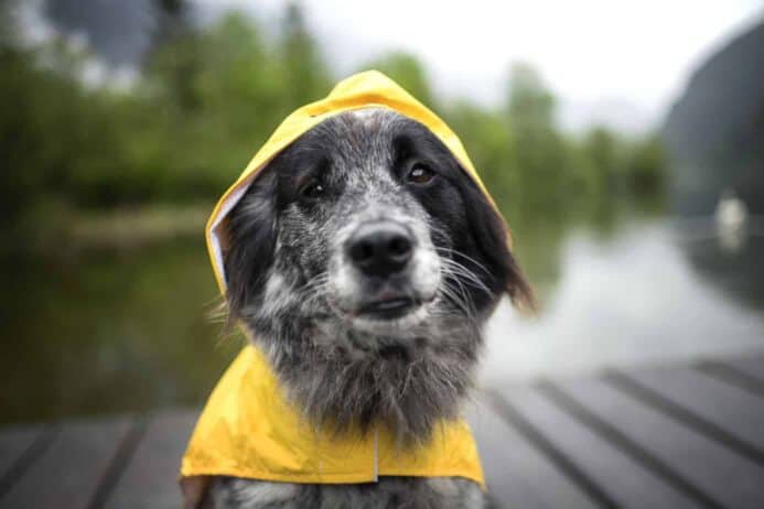 Dog in rain gear.
