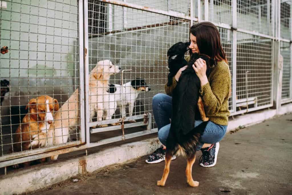 Woman hugs two dogs at a shelter. When you adopt a shelter dog, find out as much about that dog as you can (i.e. his personality, background history, health history, etc.)