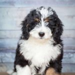 The Bernedoodle is a crossbreed of the poodle and the Bernese Mountain dog. Poodles are a popular crossbreeding choice.
