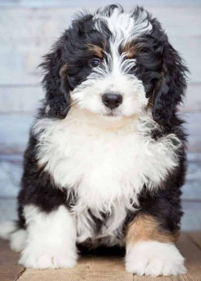 The Bernedoodle is a crossbreed of the poodle and the Bernese Mountain dog. Poodles are a popular crossbreeding choice.