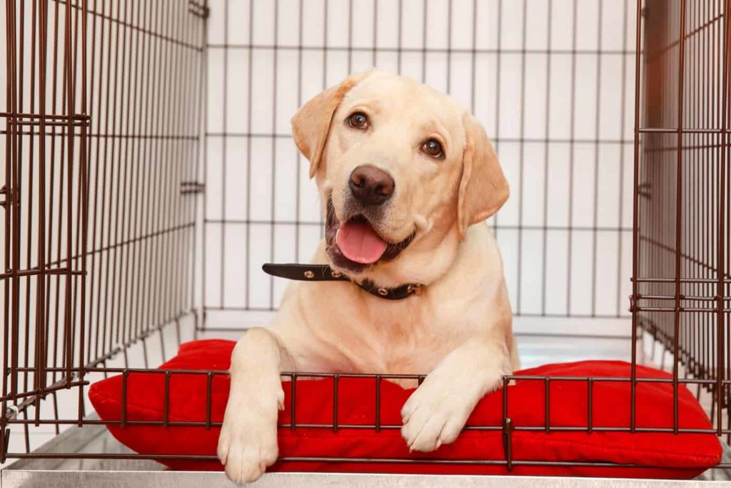 Labrador retriever rests in his crate. Crating dogs with separation anxiety helps calm them by giving them a safe space. Other tips: use sound, an olfactory rug or pheromones.