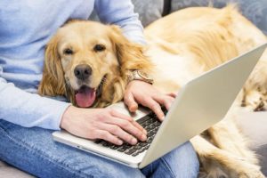 Woman works on laptop while cuddling with friendly golden retriever. Being a digital nomad dog owner requires extra planning and preparation, but traveling with your dog can be a rewarding experience.
