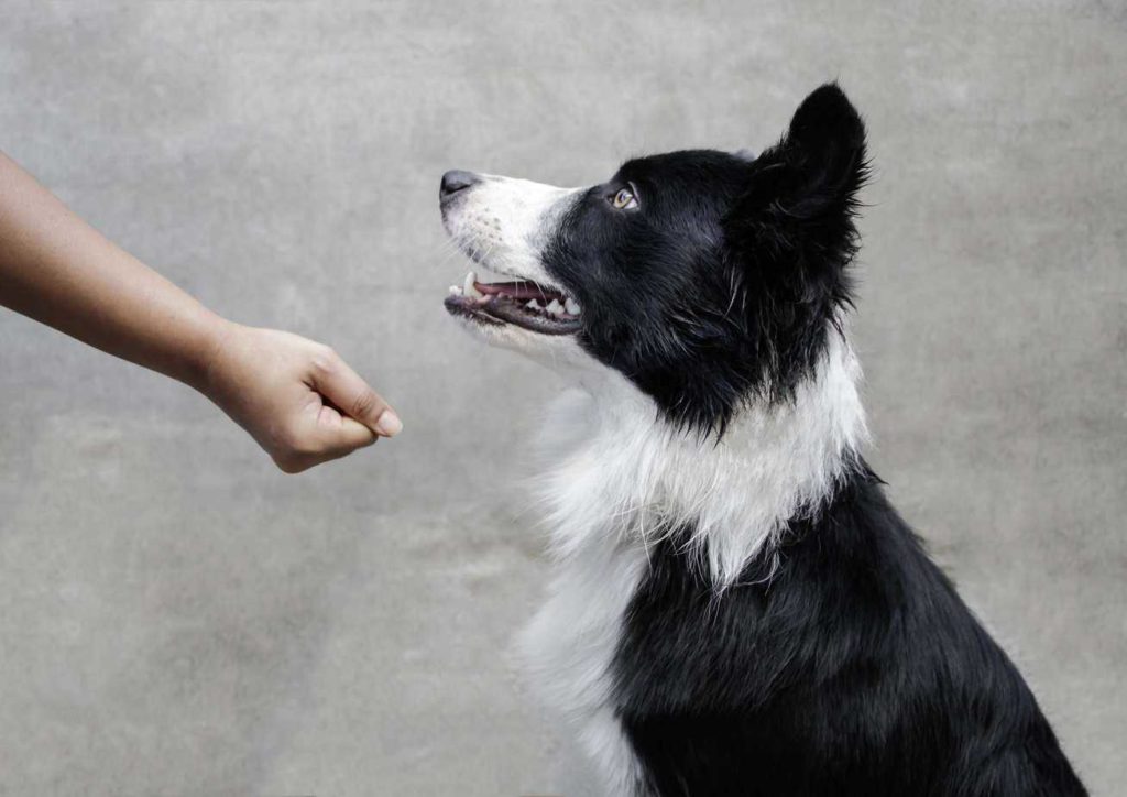 Owner teaches leave it command to Border Collie. The leave it command is one of the safety commands every dog needs to know.