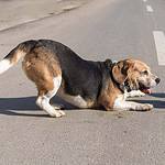 Older beagle plays with younger dog. Ongoing socialization helps create a happier, healthier dog by reducing stress and anxiety and making the dog more confident.