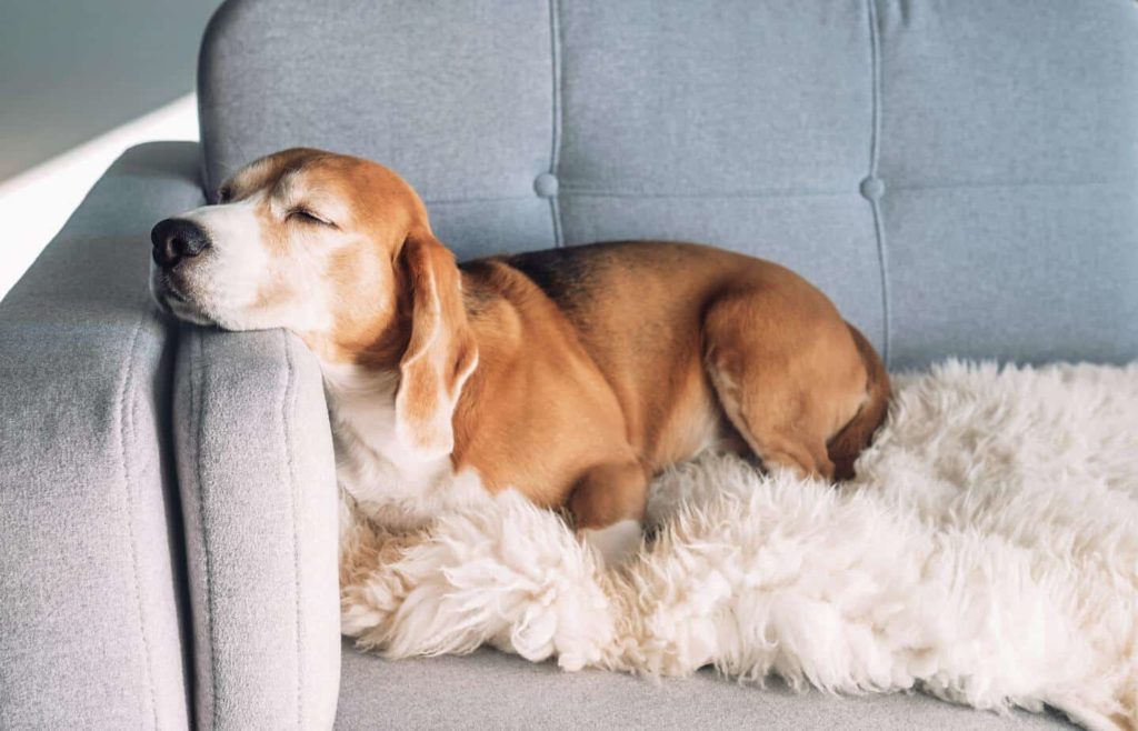 Beagle snoozes on couch. Use smart technology to pamper your dog.