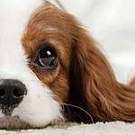 Sweet Cavalier King Charles Spaniel puppy looks at new owner. Consider your time and resources before getting a new companion. Dog ownership requires you to supply your dog with everything they might need.