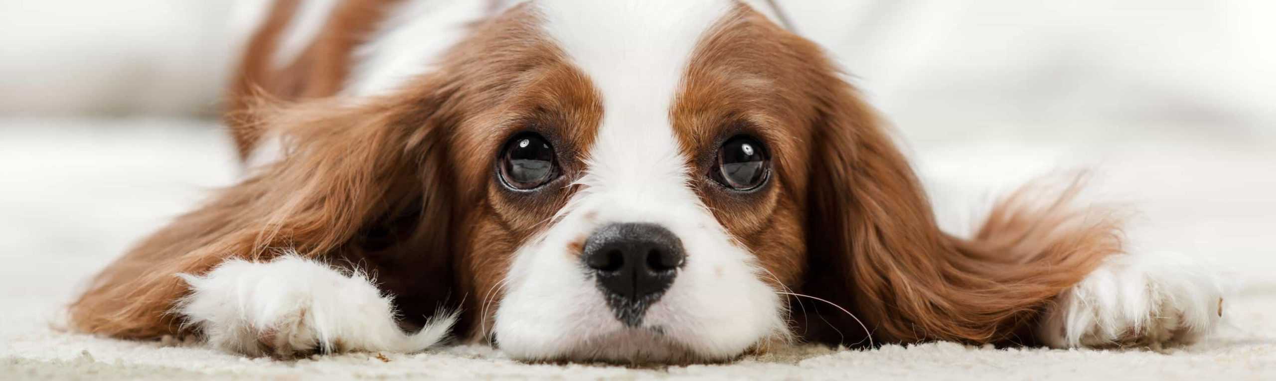 Sweet Cavalier King Charles Spaniel puppy looks at new owner. Consider your time and resources before getting a new companion. Dog ownership requires you to supply your dog with everything they might need.