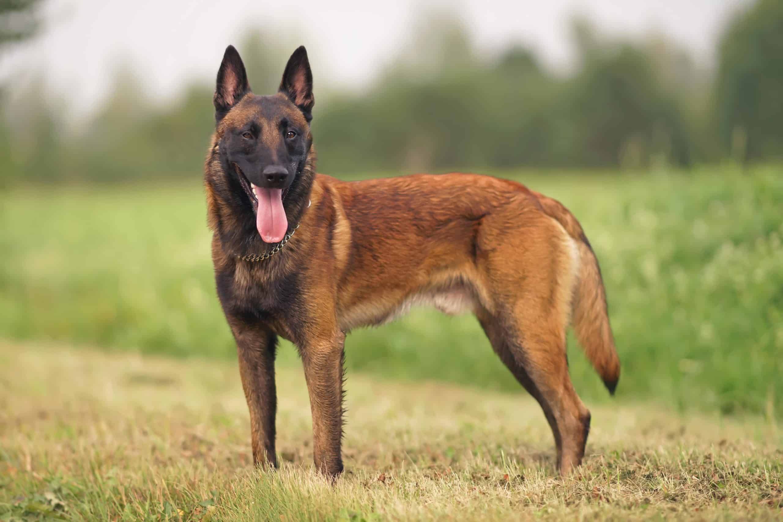 Belgian Malinois: Smart dogs often used for police or military work
