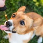 Owner gives corgi a serving of CBD oil for dogs.