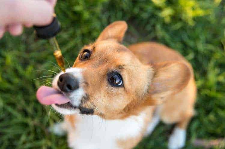 Owner gives corgi a serving of CBD oil for dogs.