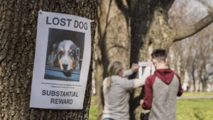 Couple puts up lost dog posters. Findshadow creates a personalized, step-by-step plan on how to use the app and other resources to locate your dog and bring him home.