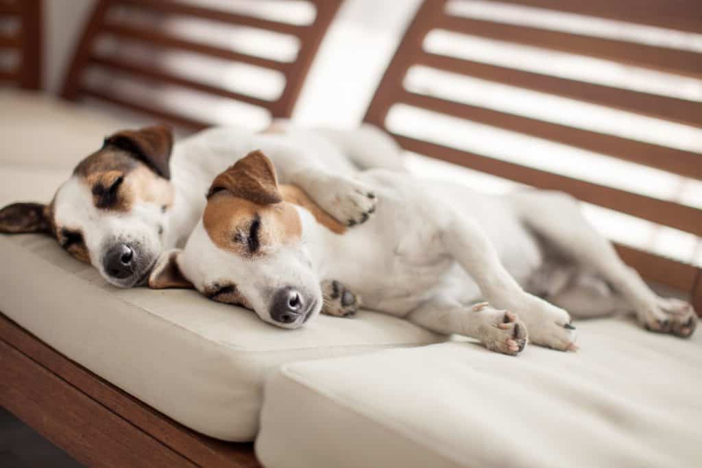 Jack Russell terriers snuggle on white couch. Invest in air purifiers to improve indoor air quality. Pets are notorious for worsening the indoor air of the homes they live in.