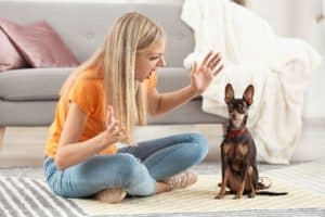 Angry woman yells at her miniature pinscher. Your tone of voice and volume play a significant role in your dog's development and how you bond. Yelling at your dog can make your dog nervous and fearful.