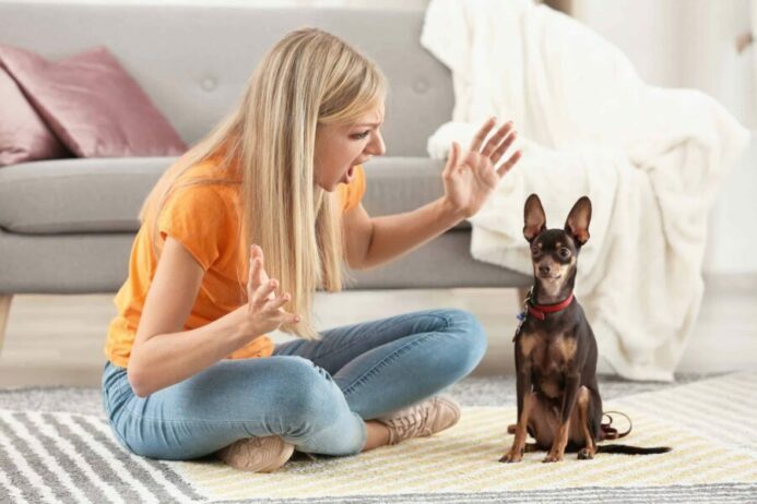 Angry woman yells at her miniature pinscher. 