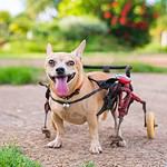 Disabled dog uses a wheelchair.