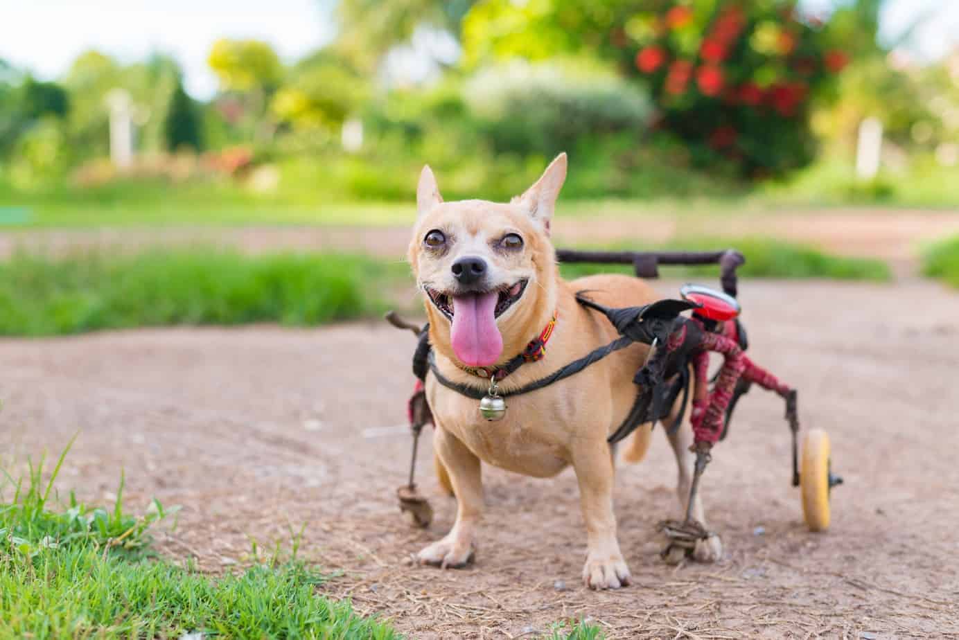 Disabled dog Make for vision, hearing loss