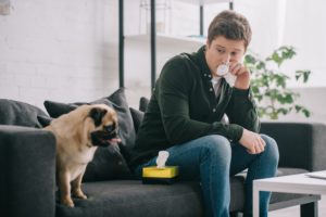 Man has allergic reaction to pug. What many of us don’t realize is that allergies can be managed – you don’t have to consider giving up on the family dog. Start by identifying the problem.