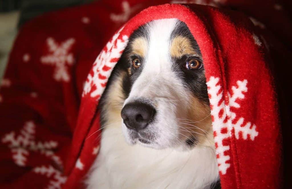 Australian Shepherd snuggles under a Christmas blanket. Show your dog how much you love him by giving him a healthy holiday season with these fun ideas! Give your dog plenty of exercise, avoid holiday dangers.